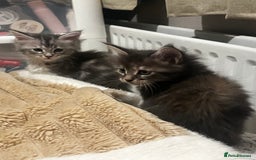 Maine Coon cats for sale: Beautiful Maine coon kittens  - Advert 9