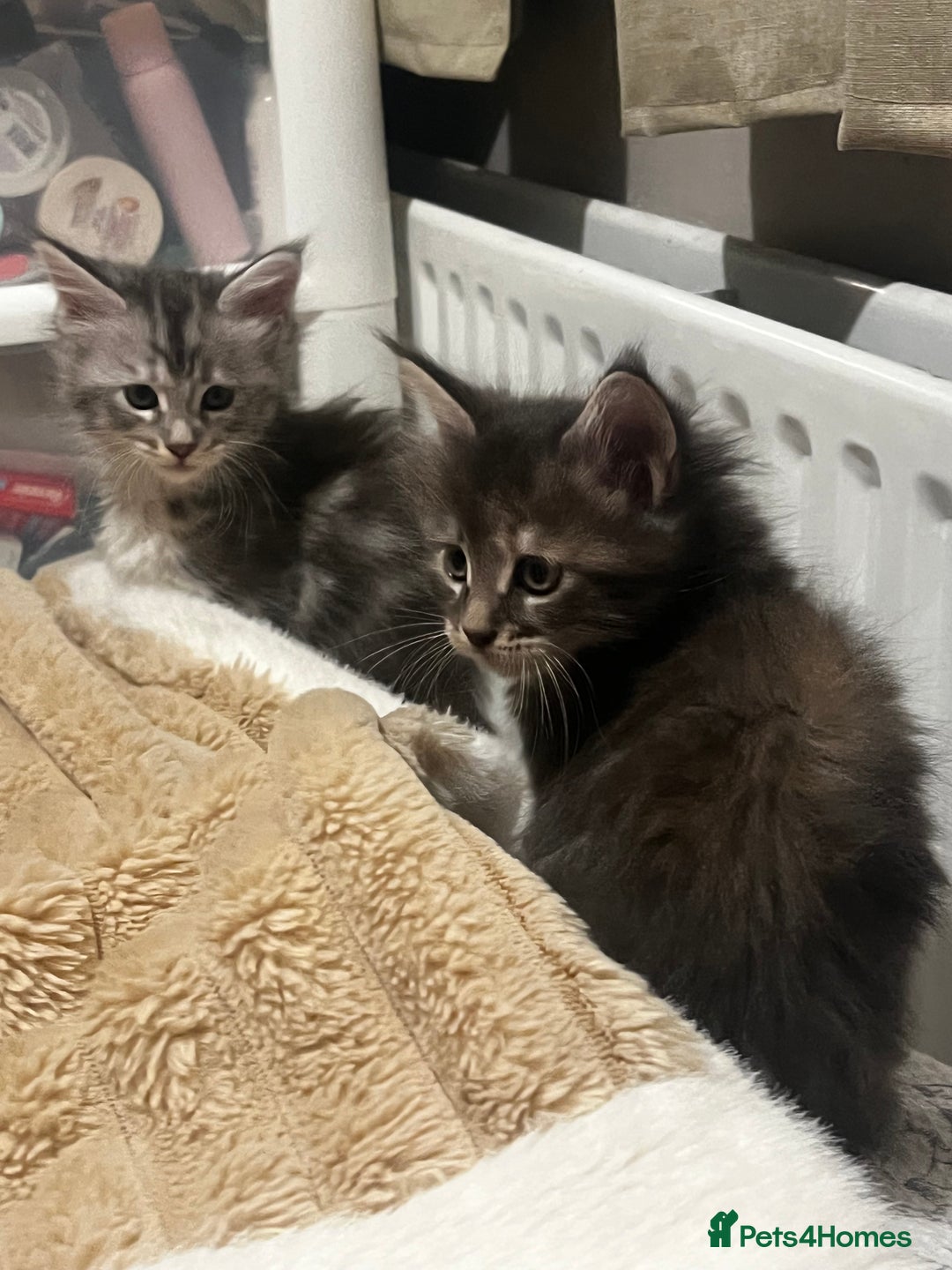 Maine Coon cats for sale: Beautiful Maine coon kittens  - Advert 9