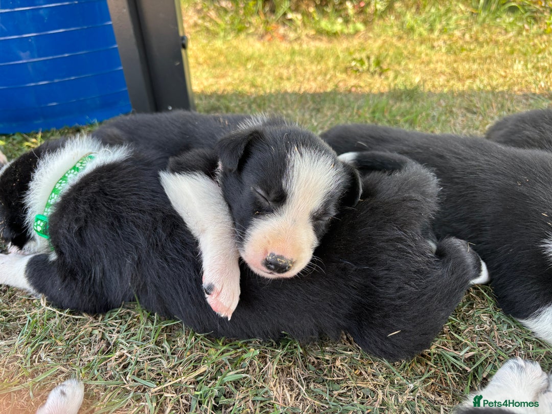 Border Collie dogs for sale: Border collie pups - Image 35