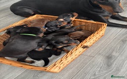 Dobermann dogs for sale: Doberman pups - Image 10