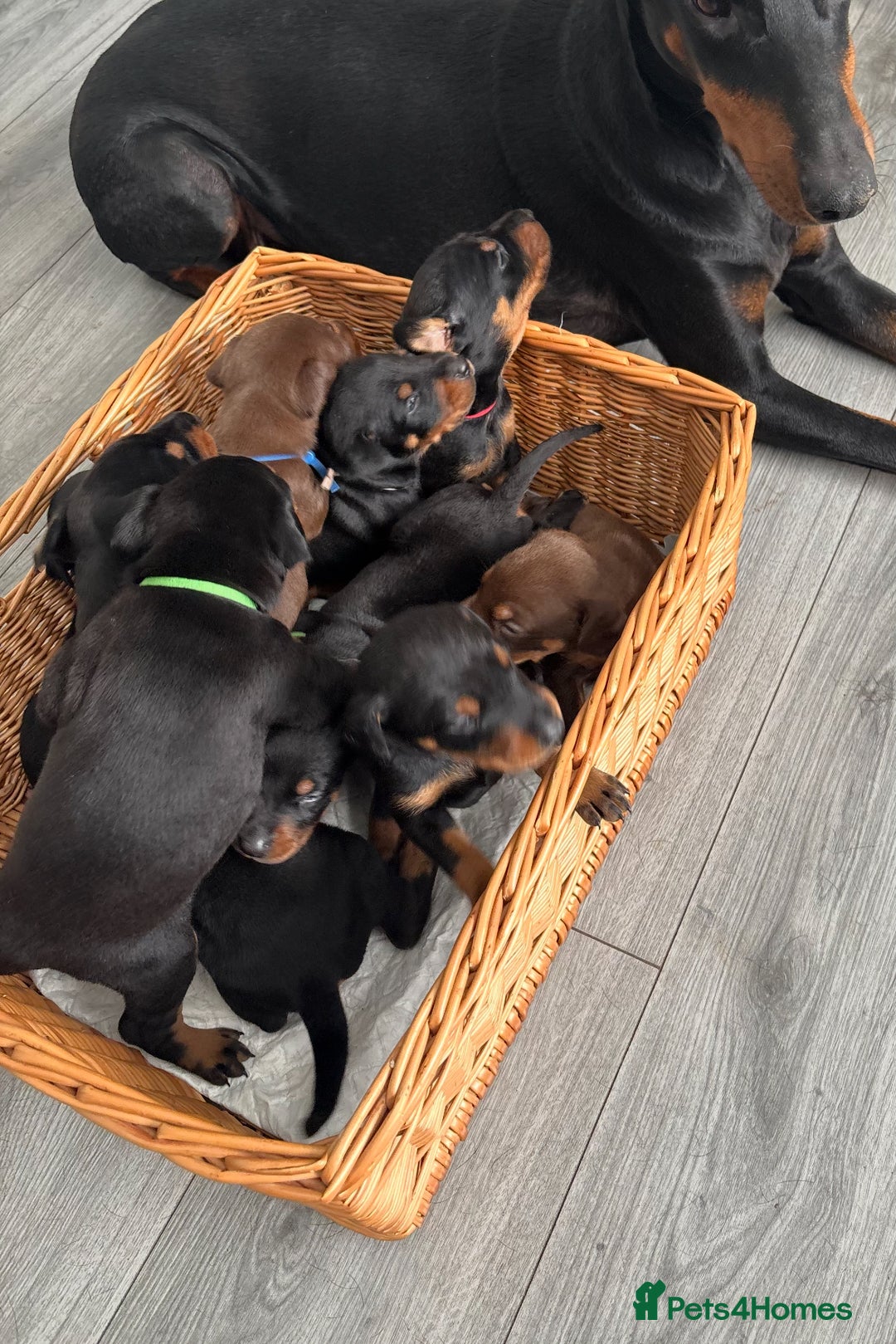 Dobermann dogs for sale: Doberman pups - Image 10