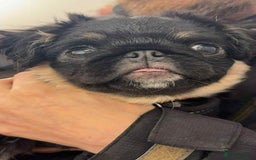 Pug dogs for sale: Scar fluffy pug - Image 12
