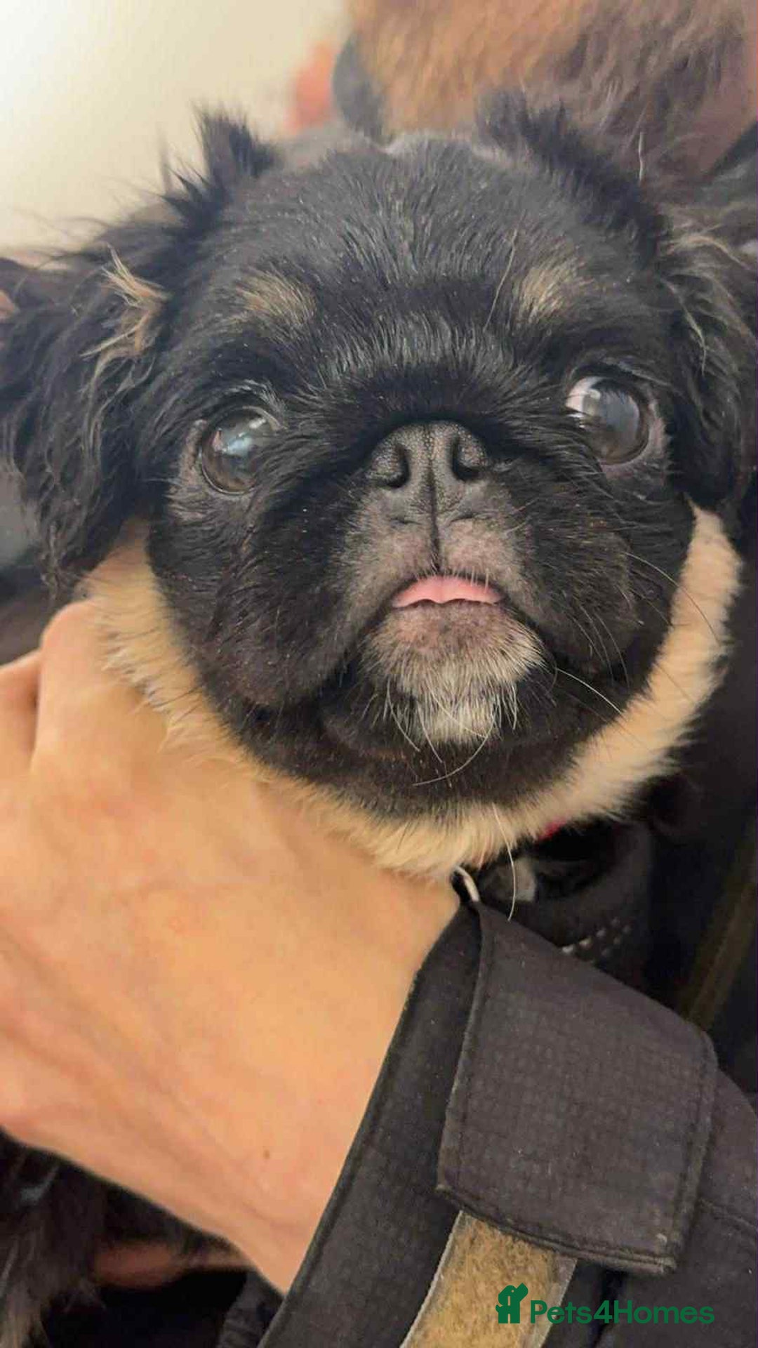 Pug dogs for sale: Scar fluffy pug - Image 12