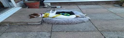 Jack Russell dogs for adoption: Toby -Mini Jack Russell in Camberley - Advert 2
