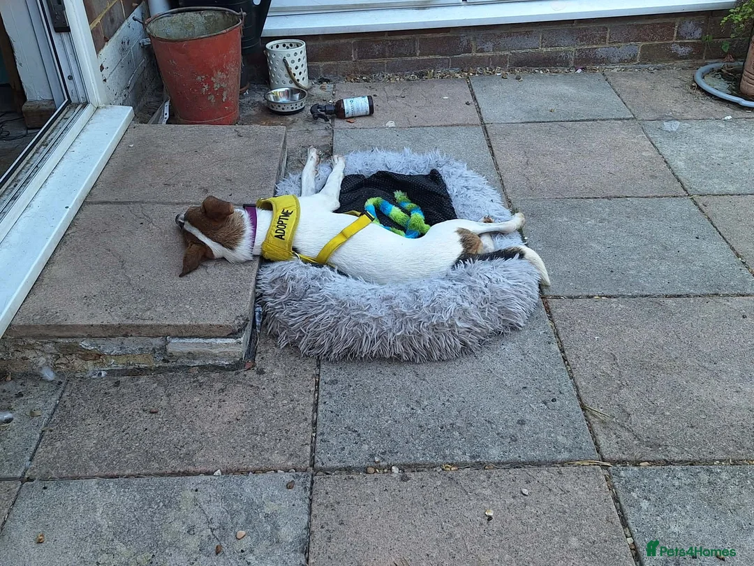 Jack Russell dogs for adoption: Toby -Mini Jack Russell in Camberley - Advert 2