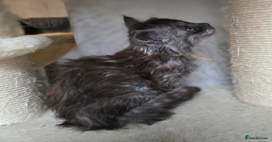 Maine Coon cats - Advert 1