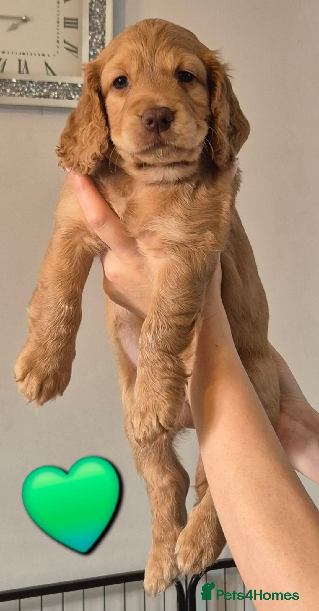 Cockapoo dogs for sale: F1B Cockapoo's - Image 4