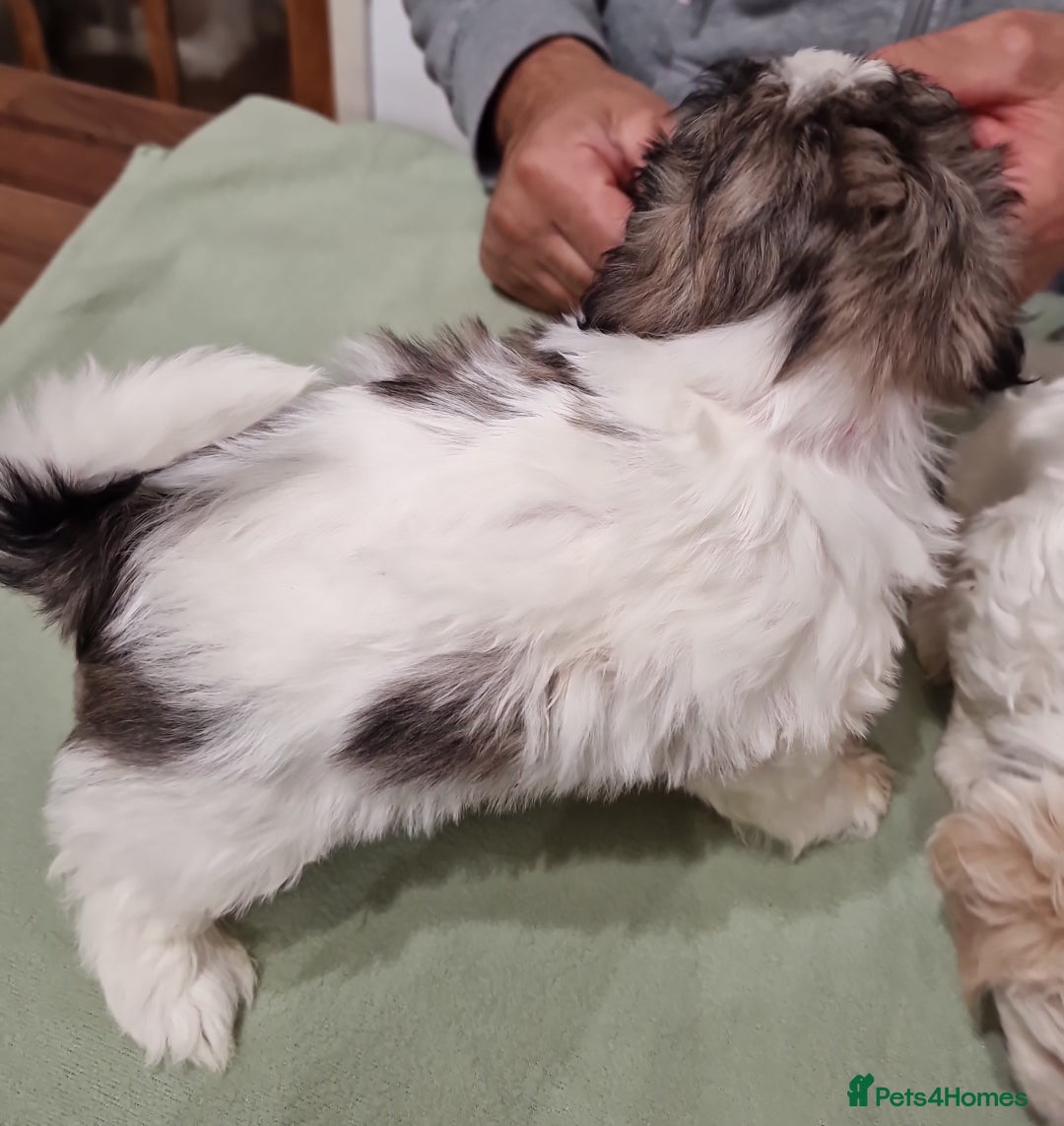 Shih Tzu dogs for sale:  2 lovely girls Shih Tzu Puppies!  - Advert 7