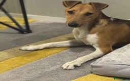 Fox Terrier dogs for adoption: Beautiful Rusty needs a home - Image 9