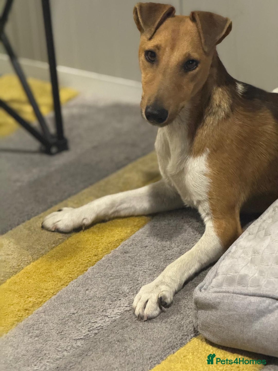 Fox Terrier dogs for adoption: Beautiful Rusty needs a home - Image 9