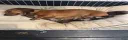 Miniature Dachshund dogs for sale: Miniature dachshund, family bred  - Advert 13
