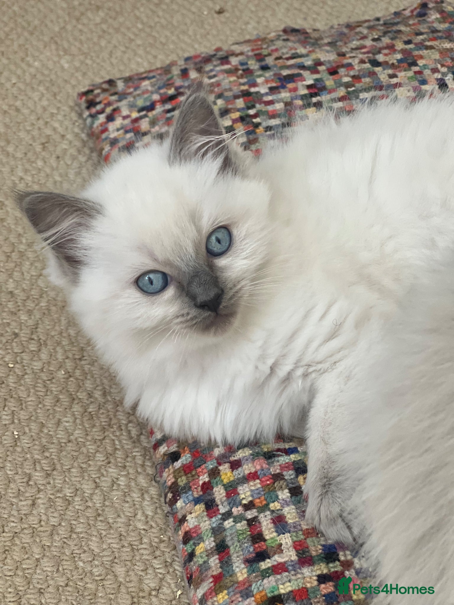 Ragdoll cats for sale: Beautiful blue pure ragdoll kittens - Advert 4