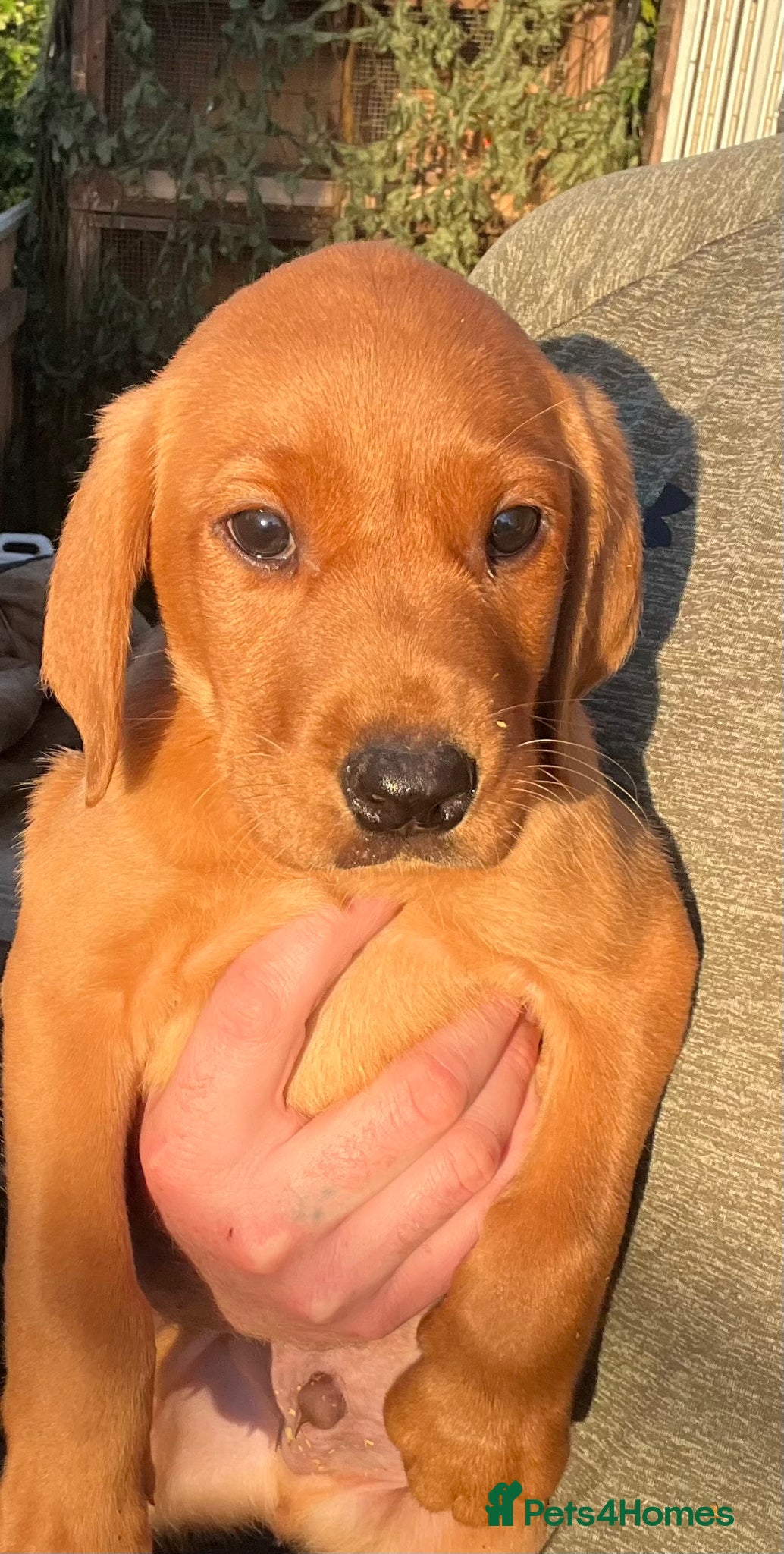 Labrador Retriever dogs KC Reg Fox Red Labrador Pups  - Advert 1