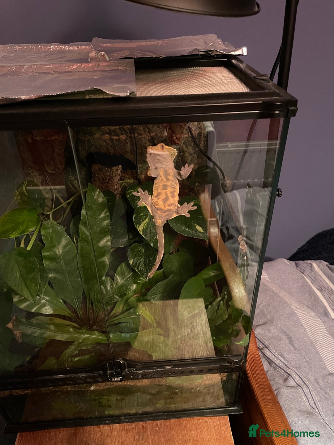 Gecko reptiles for sale: Crested Gecko Looking For New Home - Advert 2