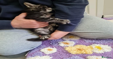 Maine Coon cats - Advert 3