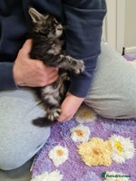 Maine Coon cats - Advert 3