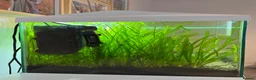 Plecos fish for sale: Aquarium / Fish Tank for sale  in East Grinstead - Advert 4