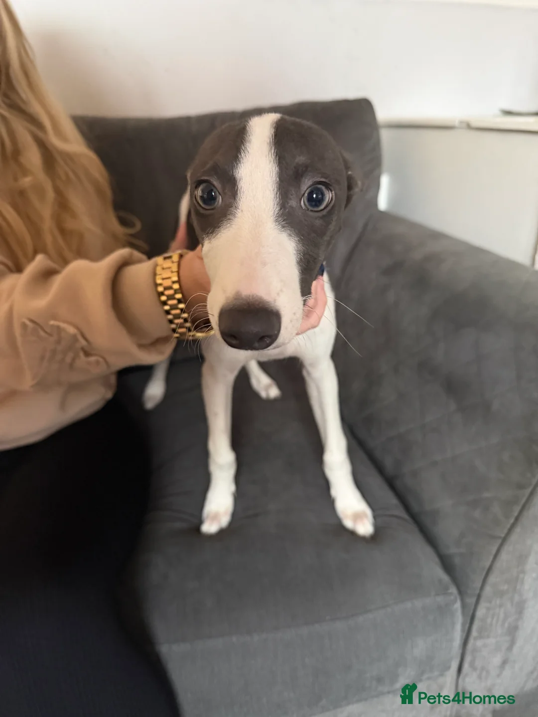 Whippet dogs for sale: Miniature Blue Italian Whippet – 20 Weeks Old £500 - Advert 2