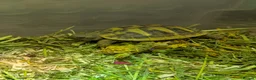 Hermann Tortoise reptiles for sale: Hermann Tortoise  - Advert 3
