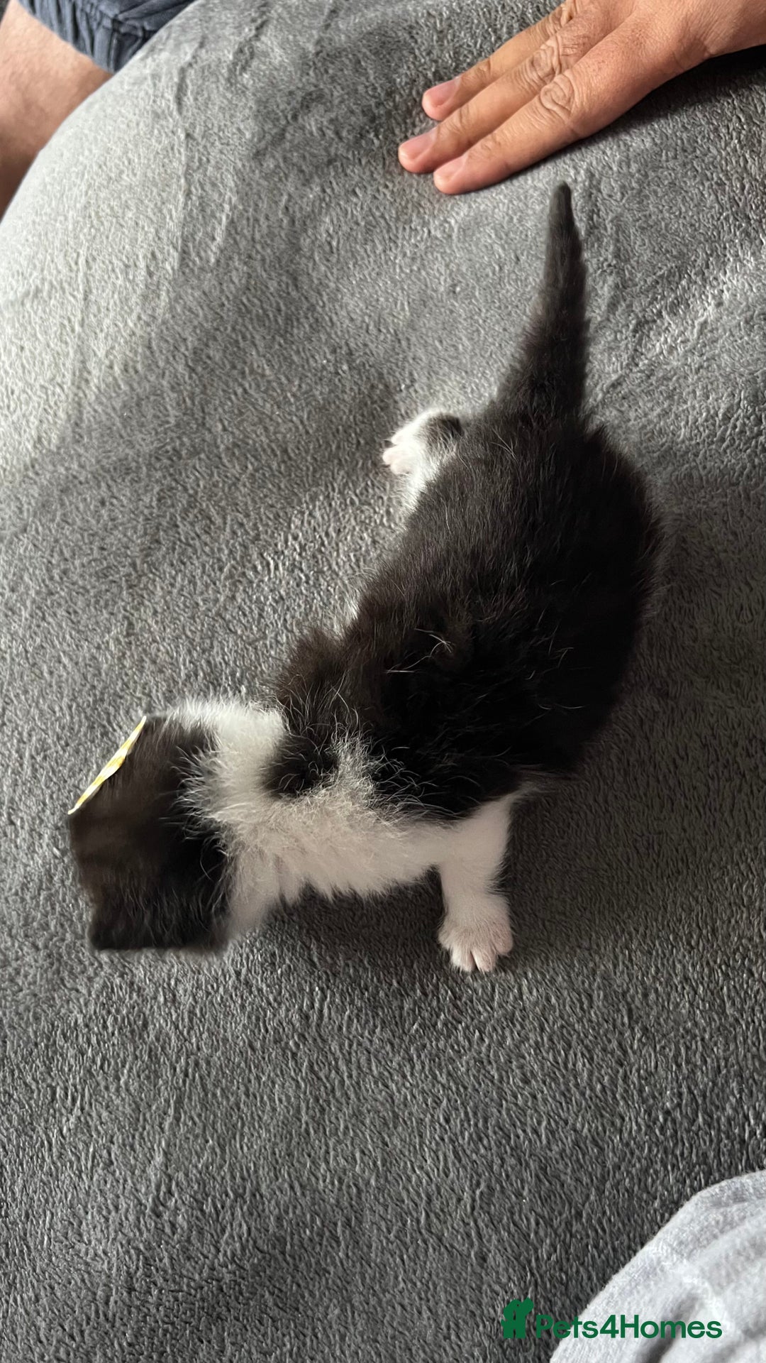 LaPerm cats for sale: Long Coat Laperm kittens - Image 13