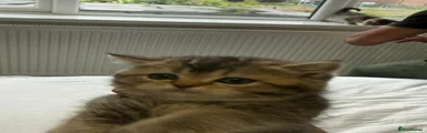 British Shorthair 5