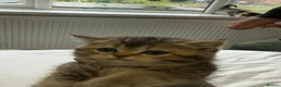 British Shorthair cats for sale: Black Golden British Shorthair Kittens for Sale in Nottingham - Advert 3