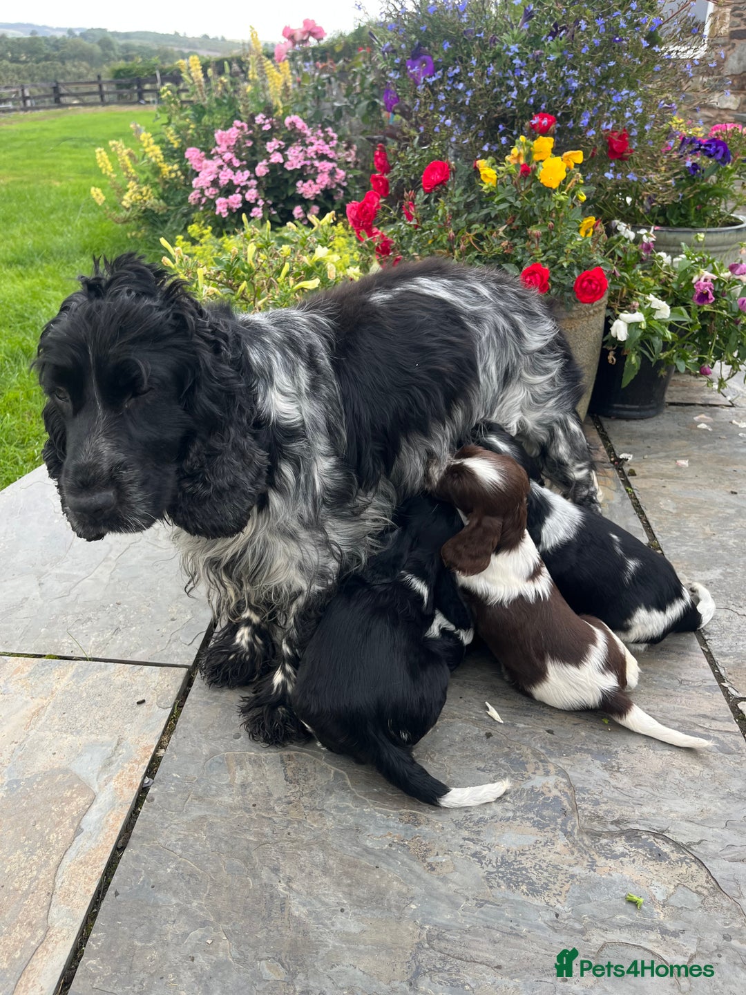 Cocker Spaniel dogs for sale: Show Type Cocker Spaniel pups  - Image 10