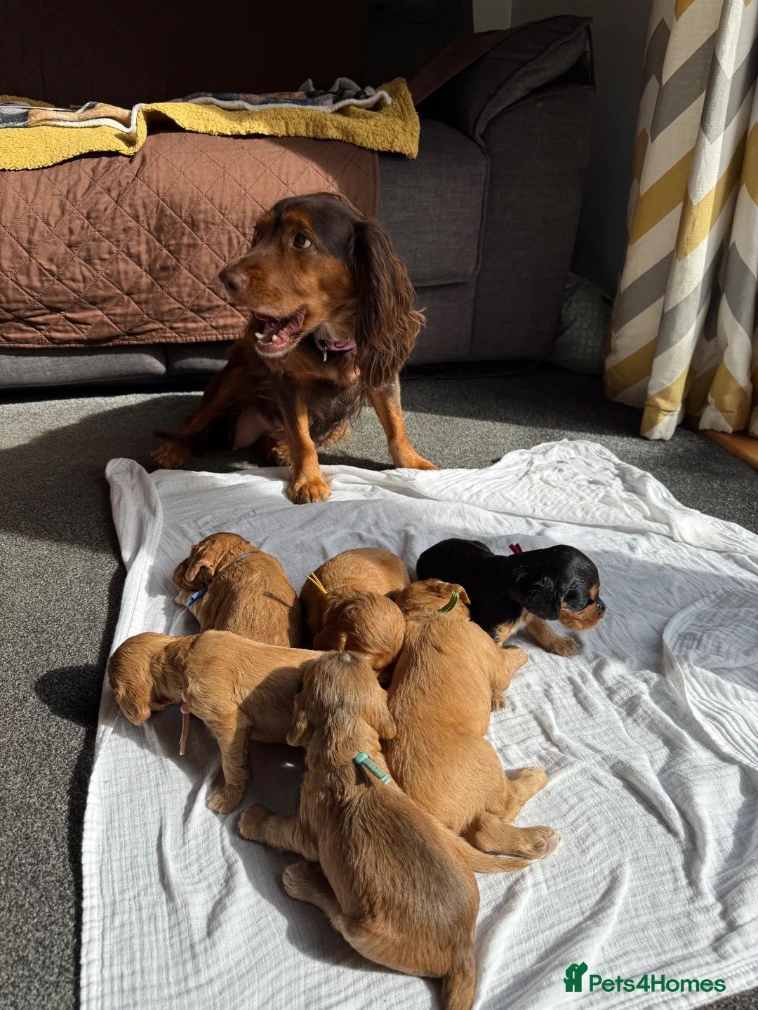 Cocker Spaniel dogs for sale: Beautiful Cocker Spaniel Puppies - Advert 2
