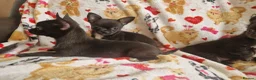 Chihuahua dogs for sale: 4 dark brown/black chihuahuas  - Advert 3