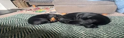 Dachshund dogs for sale: Standard Wire hairedX boy looking for forever home - Advert 23
