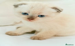 Scottish Fold cats for sale: Half Scottish half British short hair  in London - Image 31