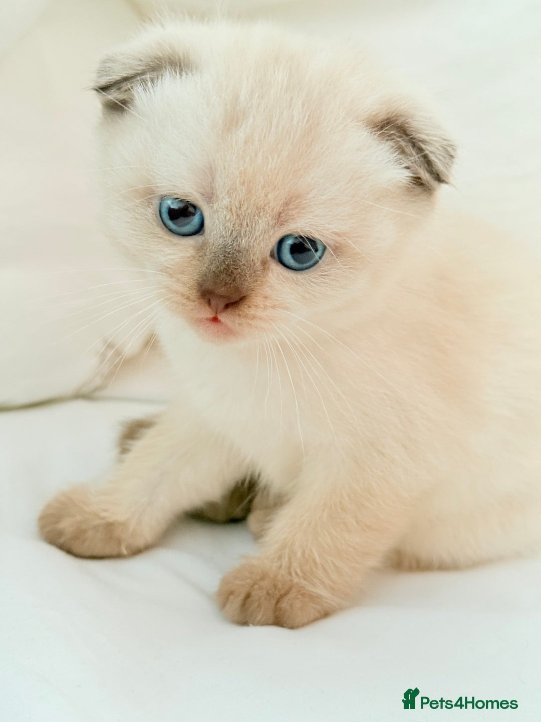 Scottish Fold cats for sale: Half Scottish half British short hair  in London - Image 31