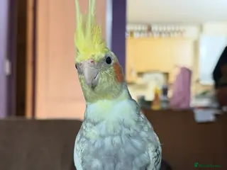 Cockatiels birds Male and female unrelated hand-reared cockatiels - Advert 20