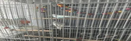 Budgerigars birds for sale: Male & Female Budgies looking for a new home! in Reading - Advert 3