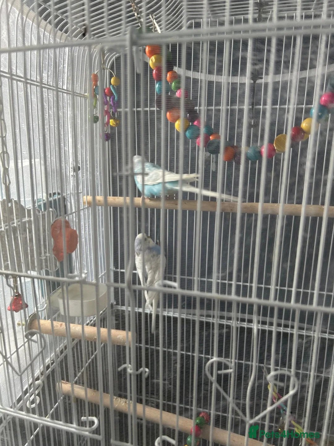 Budgerigars birds for sale: Male & Female Budgies looking for a new home! in Reading - Advert 3