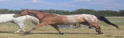 Appaloosa horses for sale: Huge potential in the right hands but read ad  in Doncaster - Advert 1