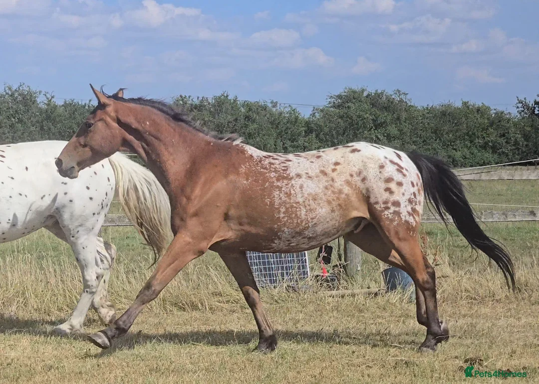 Appaloosa horses for sale: Huge potential in the right hands but read ad  in Doncaster - Advert 1
