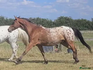 Appaloosa horses Huge potential in the right hands but read ad - Advert 1