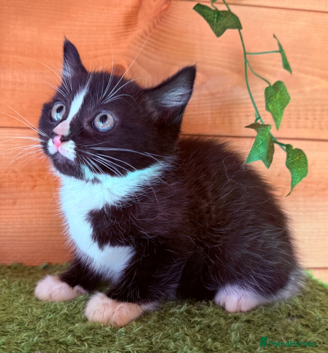 Domestic Shorthair cats for sale: GORGEOUS SHORT HAIRED FAMILY KITTENS  - Image 14