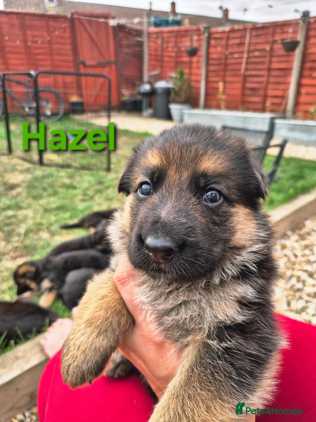 German Shepherd dogs for sale: Last German Shepherd girl remaining  - Image 16
