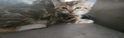 British Shorthair cats for sale: Stunning cross bread unique kitten ready for you. in Croydon - Advert 19