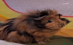 Guinea Pig rodents for sale: Guinea pig boys long haired - Image 10