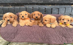 Cavapoo dogs for sale: ✨ Gorgeous F1 Cavapoo Puppies ✨ - Image 13