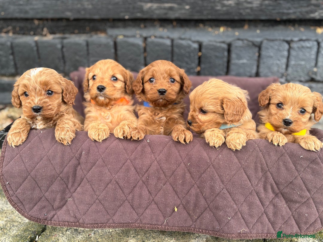 Cavapoo dogs for sale: ✨ Gorgeous F1 Cavapoo Puppies ✨ - Image 13