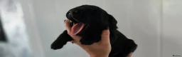 Labrador Retriever dogs for sale: Adorable Labrador Puppies for Sale! - Advert 3