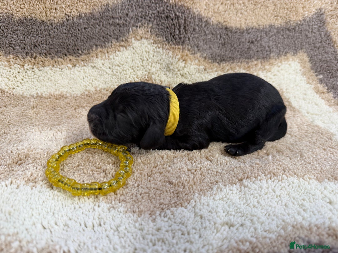 Cockapoo dogs for sale: F1 mini cockapoos health tested parents  - Advert 15