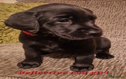 Labrador Retriever dogs for sale: Beautiful Labrador puppies  - Image 11