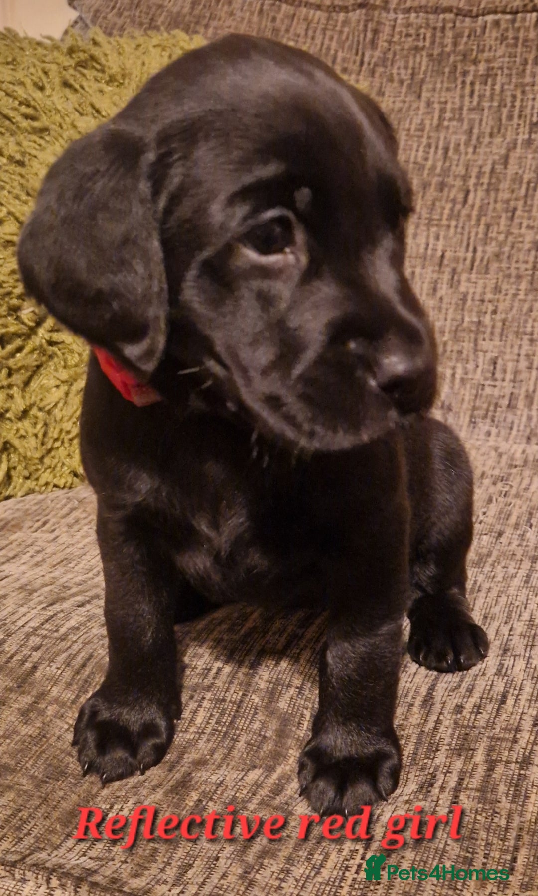 Labrador Retriever dogs for sale: Beautiful Labrador puppies  - Image 11