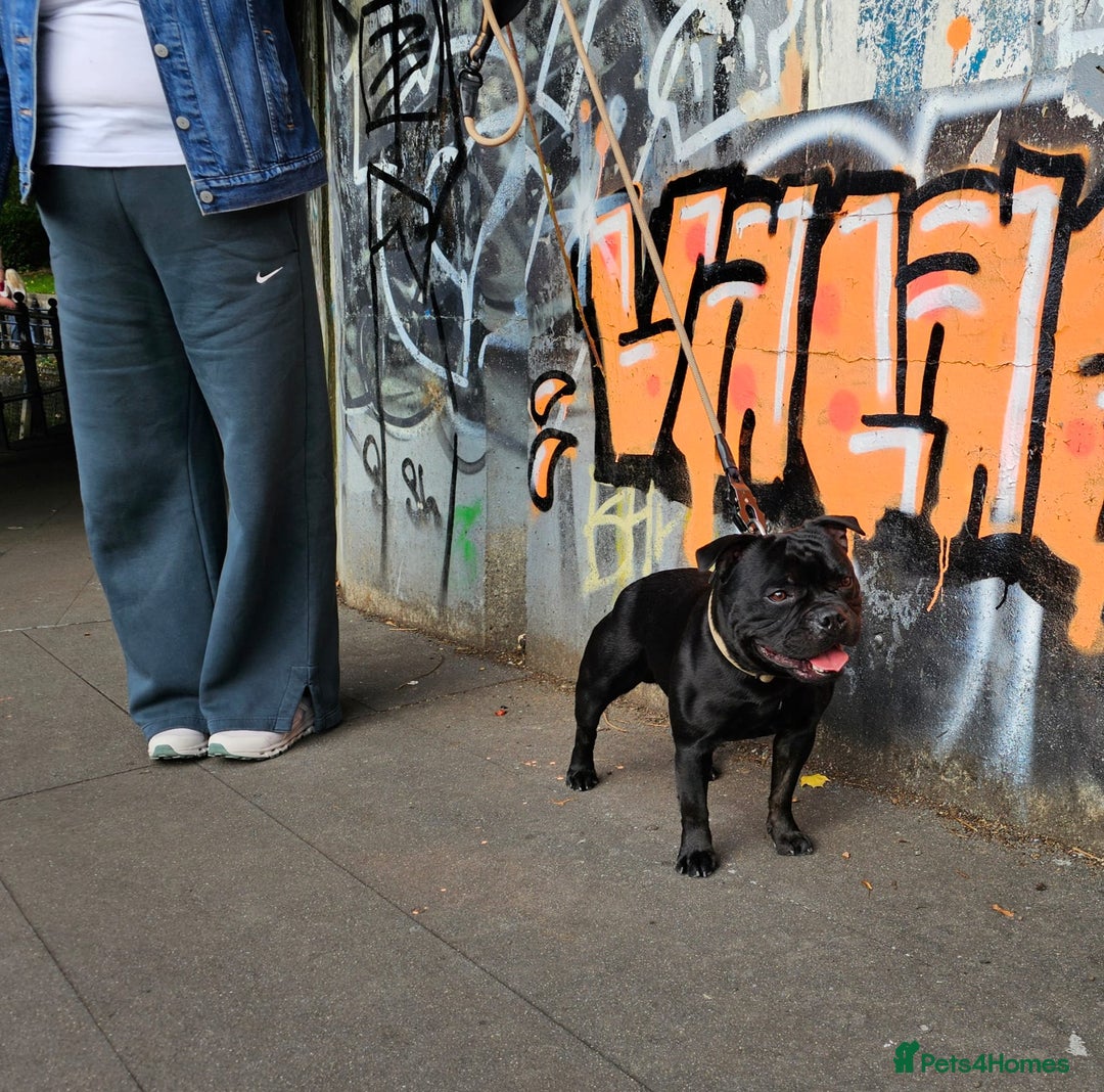 Staffordshire Bull Terrier dogs for stud: Mr T Champion sired Stud Blue gene 🧬 - Image 6