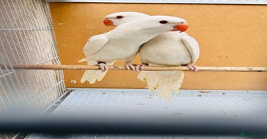 Ringnecks birds - Advert 1